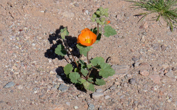 Sphaeralcea coulteri, Coulter's Globemallow Sphaeralcea coulteri, Coulter's Globemallow